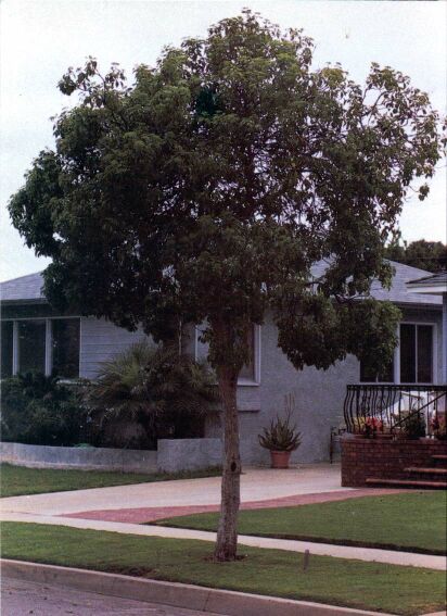 Queensland Pittosporum